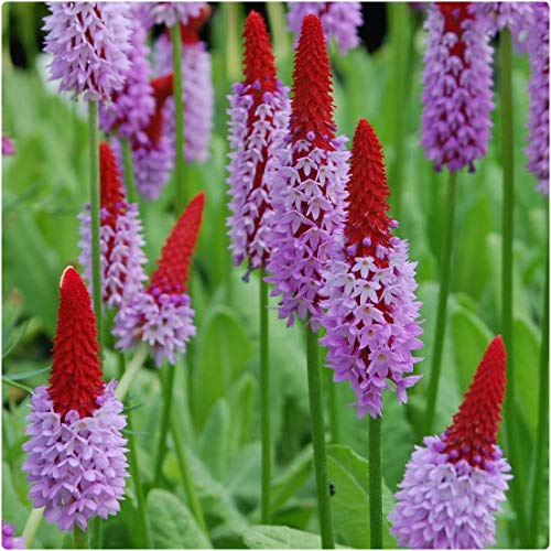 Primula Vialii X 5 Plug Plants Vial's Primrose