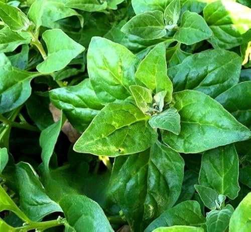 New Zealand Spinach - 60 Seeds + Plant tag + Freebie - Tetragonia Tetragonioides Perennial