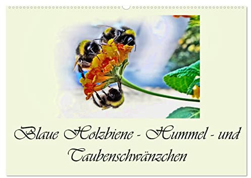 Blaue Holzbiene – Hummel – und Taubenschwänzchen. (Wandkalender 2025 DIN A2 quer), CALVENDO Monatskalender: Planer. Kleine Blumen Besucher, zu unseren großen Freude. (CALVENDO Natur)