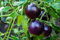 'Dancing with smurfs' Blaue Tomaten 10 Samen - Fast Lila,Coctailtomate,süß