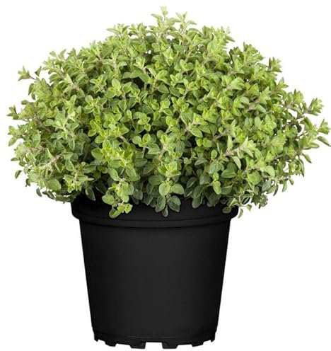 DECOALIVE Orégano GOURMET - Planta Natural para Cocinar - Hierbas Provenzales Naturales para Huerto Urbano