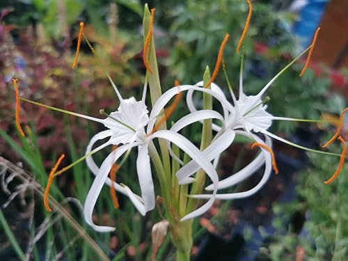Zwiebel Rarität : Hymenocallis harrisiana, Schönhäutchen, Vanille Amaryllis - Kübelpflanze, Zimmerpflanze, Gartenpflanze