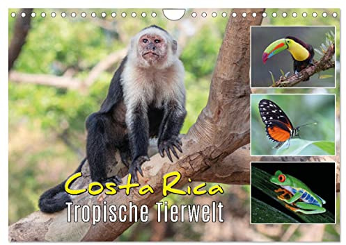 Costa Rica - Tropische Tierwelt (Wandkalender 2026 DIN A4 quer), CALVENDO Monatskalender: Exotische Tiere aus dem Regenwald (CALVENDO Tiere)