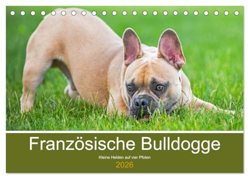 Französische Bulldogge - Kleine Helden auf vier Pfoten (Tischkalender 2026 DIN A5 quer), CALVENDO Monatskalender: Mit 13 bezaubernden Fotos der beliebten Französischen Bulldoggen (CALVENDO Tiere)