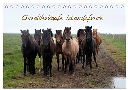 Charakterköpfe Islandpferde (Tischkalender 2026 DIN A5 quer), CALVENDO Monatskalender: Islandpferde Kalender (CALVENDO Tiere)