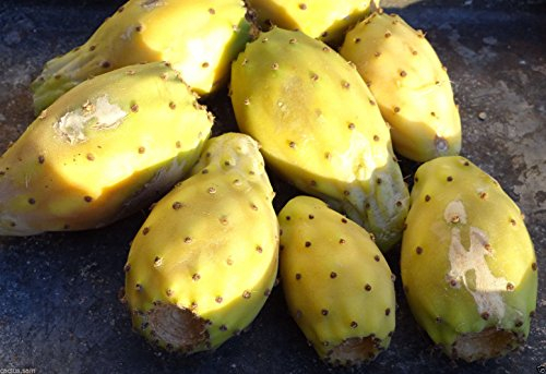 50 Gelb Feigenkaktus Opuntia Ficus Indica Samen, Nopalea, Paddel-Kaktus-Früchte