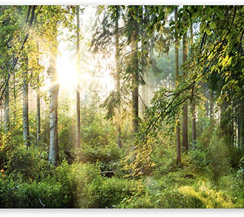 murando - Fototapete Selbstklebend Wald 343x256 cm - Foto Tapete Tapetenfolie Möbelfolie Wandverkleidung Wandtapete Motivtapeten Wohnzimmer Schlafzimmer 3d Effekt Modern - Bäume c-C-0032-a-b