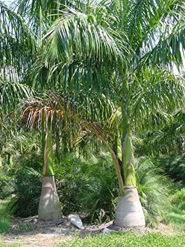 Kubanische Königspalme - 20 Samen -Roystonea regia - Palmensamen -