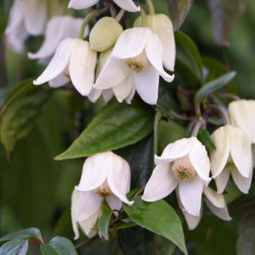 Clematis 'Winter Beauty' - Evergreen Hardy Shrub with Winter Flowers – 3X 7cm Pot by Thompson & Morgan
