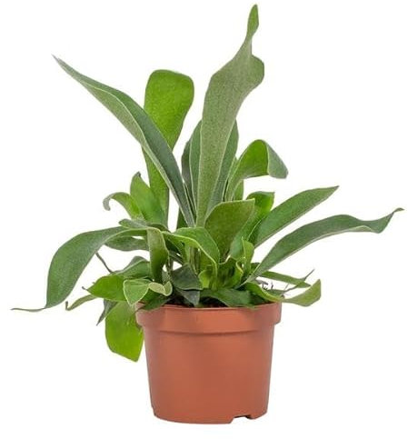Platycerium Paesi Bassi 12 cm – Ø 12 cm – 23 cm
