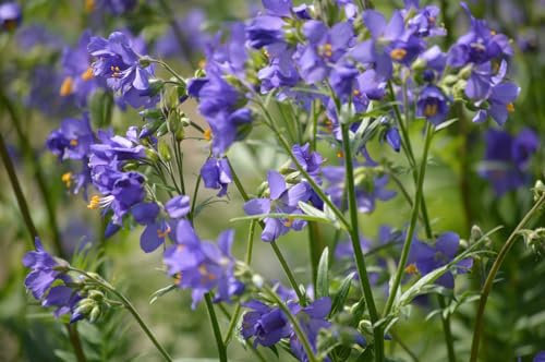 Just Seed - Flower - Polemonium caeruleum - Jacobs Ladder- 500 Seed - Large Packet