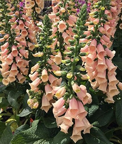 Foxglove 'Peach' Hybrid Dalmatian F1 Bi-Annual Cottage Garden Plug Plants Pack X6