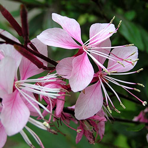 Gaura lindheimeri 'Siskyou Pink' von INTRAGARTEN | pink blühende Prachtkerze | mehrjährig und winterhart im Topf gewachsen