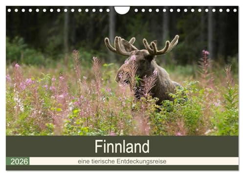 Finnland: eine tierische Entdeckungsreise (Wandkalender 2026 DIN A4 quer), CALVENDO Monatskalender: Tierfotografien aus finnisch Lappland und Nordkarelien (CALVENDO Tiere)