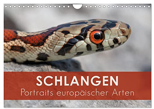 Schlangen - Portraits europäischer Arten (Wandkalender 2026 DIN A4 quer), CALVENDO Monatskalender: Makroaufnahmen von Schlangen aus Europa (CALVENDO Tiere)
