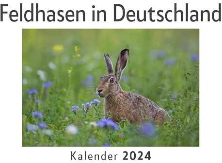 Feldhasen in Deutschland (Wandkalender 2024, Kalender DIN A4 quer, Monatskalender im Querformat mit Kalendarium, Das perfekte Geschenk)