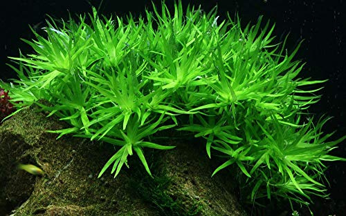 Tropica Tropica Heteranthera zosterifolia - Copa de Trugkölbchen
