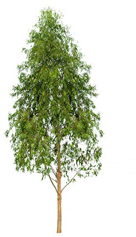 blauer Eucalyptus - Eucalyptus globulus (Bonsai geeignet)- 30 Samen -