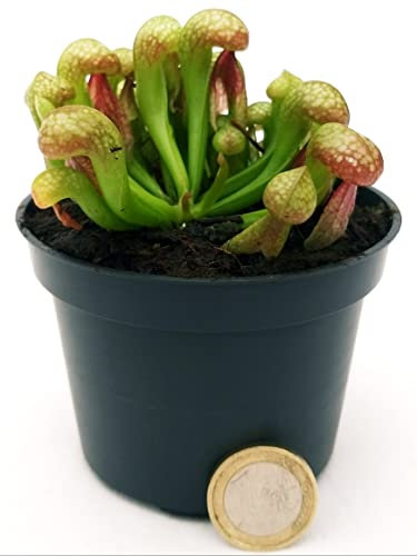 POWERS TO FLOWERS - DARLINGTONIA, PIANTA CARNIVORA, PIANTA DRAGO, vaso 9cm diametro, pianta vera