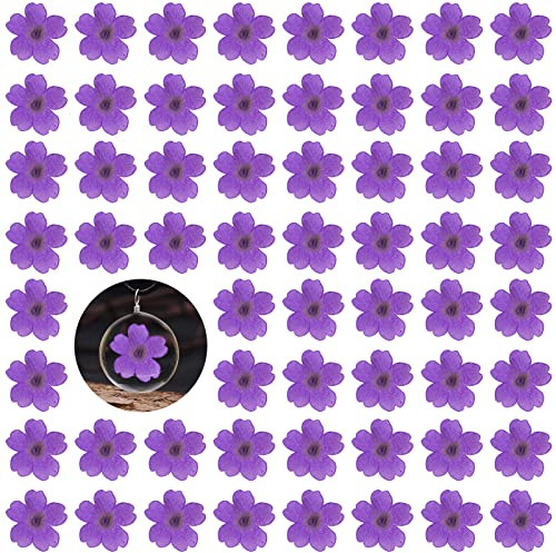CyHiThai Fiori di ciliegio pressati secchi viola per decorazioni in resina, 60 fiori di ciliegio pressati naturali per gioielli in resina, decorazione fai da te per custodie per telefono, candele,