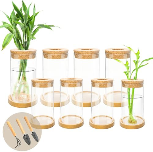 Juego de 8 macetas de cristal para mesa con corcho y platillo de madera para cultivar plantas hidropónicas, jardín, hogar, oficina, decoración