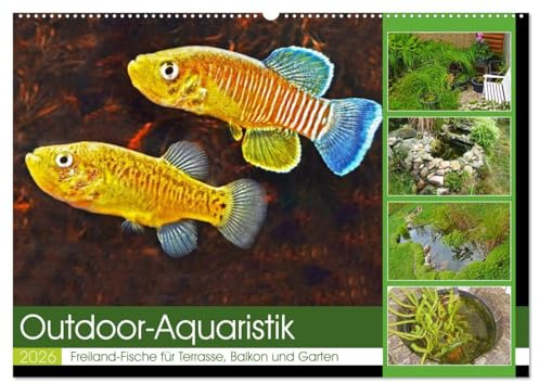 Outdoor-Aquaristik (Wandkalender 2026 DIN A2 quer), CALVENDO Monatskalender: Freiland-Fische für Terrasse, Balkon und Garten (CALVENDO Tiere)