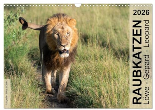 Raubkatzen - Löwe, Gepard, Leopard (Wandkalender 2026 DIN A3 quer), CALVENDO Monatskalender: Wild und frei im südlichen und östlichen Afrika. (CALVENDO Tiere)