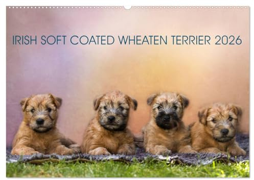 IRISH SOFT COATED WHEATEN TERRIER 2026 (Wandkalender 2026 DIN A2 quer), CALVENDO Monatskalender: Mit den blonden Iren durch's Jahr... (CALVENDO Tiere)