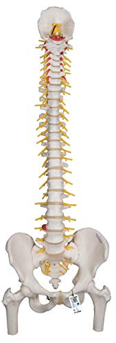 3B Scientific Menschliche Anatomie - Flexibles Luxus-Wirbelsäulenmodell mit Oberschenkelstümpfen + kostenlose Anatomie App - 3B Smart Anatomy
