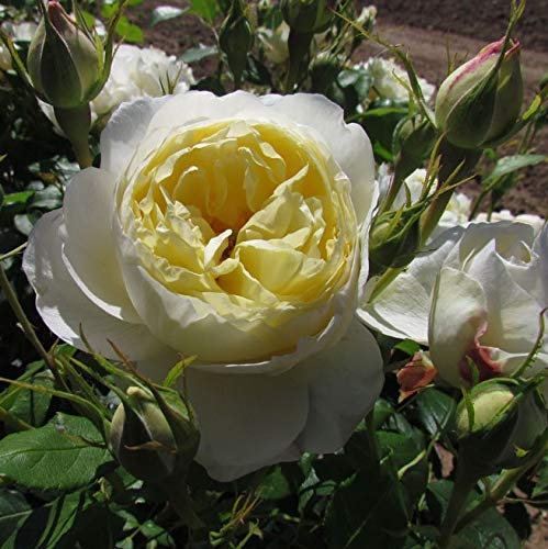 Vanessa Bell - 5.5lt Potted, David Austin Roses - English Shrub Garden Rose - Large Clusters of Creamy Yellow Blooms - Healthy & Fragrant