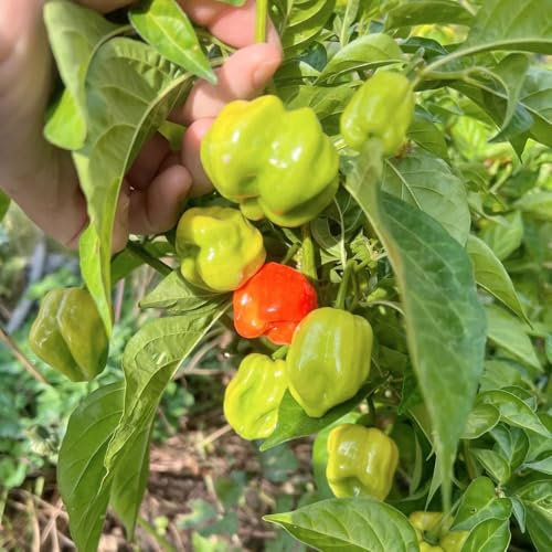 150 piezas Semillas de Chile Habanero - semillas de hortalizas variedades antiguas plantas de interior semillas de chile organicas, plantas de chile antiguas variedades de semillas