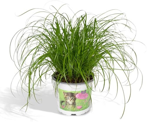 Cyperus Alternifolius - Katzengras - Ø12cm - 20cm