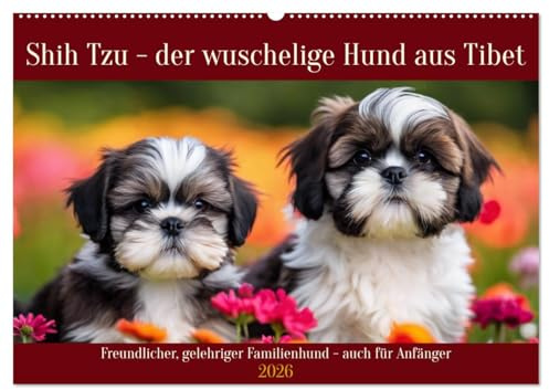Shih Tzu - der wuschelige Hund aus Tibet (Wandkalender 2026 DIN A2 quer), CALVENDO Monatskalender: Freundlicher, gelehriger Familienhund - auch für Anfänger (CALVENDO Orte)