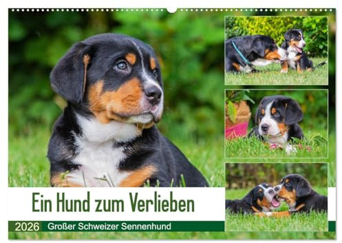 Ein Hund zum Verlieben - Großer Schweizer Sennenhund (Wandkalender 2026 DIN A2 quer), CALVENDO Monatskalender: Die größte der Schweizer ... groß in wunderschönen Fotos (CALVENDO Tiere)