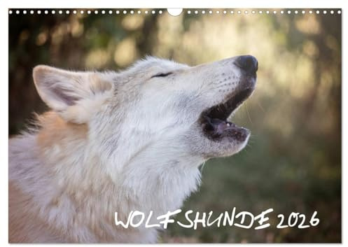 Wolfshunde 2026 (Wandkalender 2026 DIN A3 quer), CALVENDO Monatskalender: Hunde, die sehr ursprünglich sind. (CALVENDO Tiere)