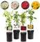 Kletterrose - Rosa Rainbow - Blumen Rosa Weiß Gelb Rot - Wenig Pflege - 4 Pflanzen - 30-40cm - Ø10cm - Gartenpflanze
