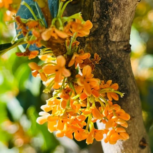 semillas de osmanto arbustos de crecimiento rápido osmanto fragrans comprar, interior, exóticas resistentes, 200pcs