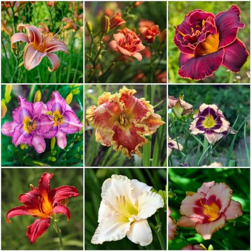 50 pcs taglilien pflanze mehrjährig samen - sommerblumen samen,Hemerocallis fulva, wildblumensamen bienenweide balkon blumen pflanzenkübel schmetterlingswiese gartenblumen bienenweide