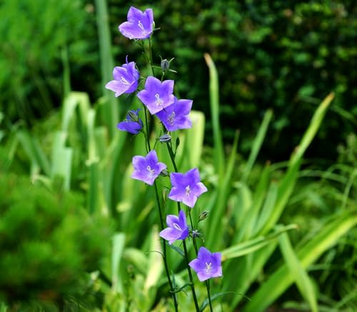 Pfirsichblättrige Glockenblume – Campanula persicif. Wildform – 1000 Samen | Mehrjährig & Winterhart
