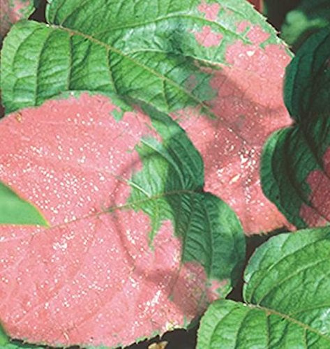 Schmuck Kiwi 125-150cm - Actinidia kolomikta - lebende Gartenpflanze aus den Baumschulen