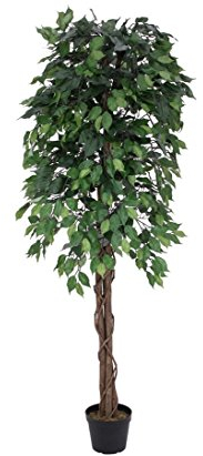 Ficus Benjamini mit Multi Naturstamm 1548 Blätter 180cm hoch - Künstlicher Ficusbaum Birkenfeige in Handarbeit gefertigt