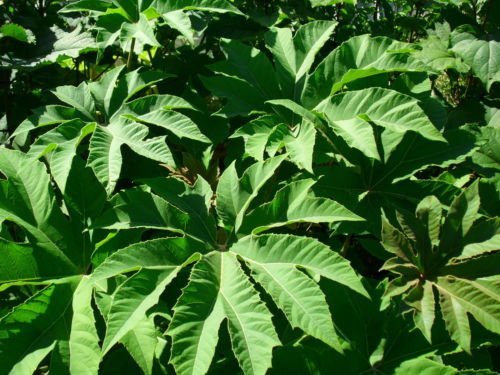 Tetrapanax papyrifera STEROIDEI RIESEN halb!