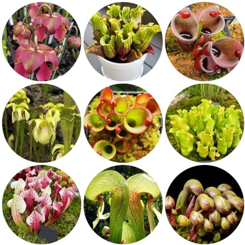 carnivoro, tubolare - semi di serra carnivora rare decorazioni da giardino per esterni ver da appartamento stanza con d'ombra sostenibili 300semi