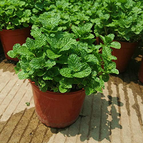 SANWOOD Semillas de menta, 50 Uds Semillas de Menta Decorativas Bonsái Menta Semillas para Jardín - Semillas de Menta