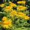 Alant - Inula helenium - Bienenweide - Zier- / Arzneipflanze - 200 Samen