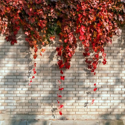 50 piezas Semillas de hiedra de Boston, plantas resistentes al exterior jardín decorativo, balcón invernadero Las plantas de jardín son plantas perennes resistentes. Plantas de balcón