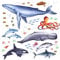 166 Wandtattoo Tiere der Meere - Blauwal, Hai, Delfin, Orca Größe 1250 x 700 mm