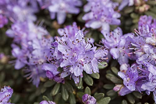 Rhododendron impeditum 'Blue Tit Magor' 20-30 cm - Zwerg-Rhododendron, blaue Blüten, Blütezeit April-Mai, ideal für Kübel, winterhart und pflegeleicht