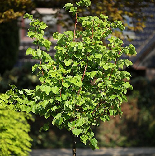 Hochstamm Winter Linde Orange 100-125cm - Tilia cordata