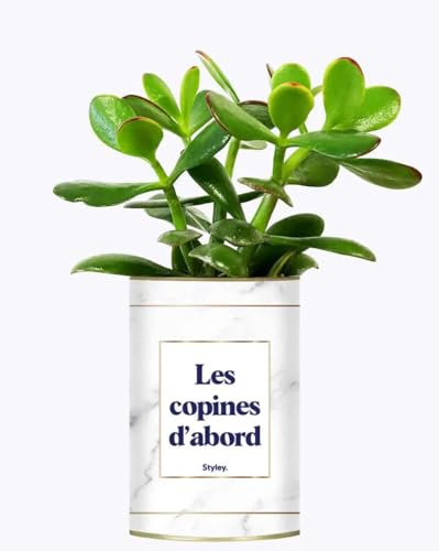Les copines d'abord - Plante Grasse